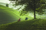 Explore Long Coc Tea Hill The Halong Bay Of The Mountainous Midlands